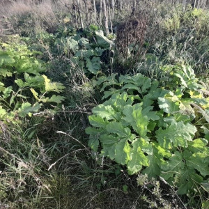 В Гороховце зарастание земель борщевиком обернулось административным делом