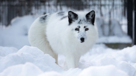 Редкий белый лис сбежал из монастырского приюта в Александровском районе