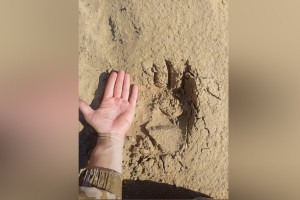 Во Владимирской области заметили рязанского медведя