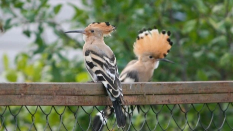 Жительнице Киржача удалось сфотографировать удодов
