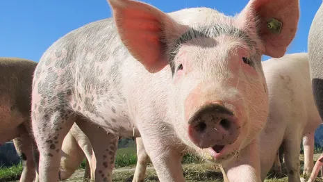 Во Владимирской области зафиксировали 7 очагов африканской чумы у свиней