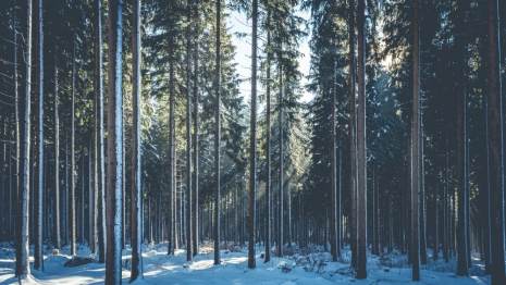 Труп пропавшего во Владимире 28-летнего парня нашли в лесополосе