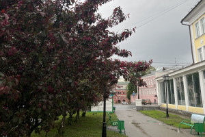 Появились фото и видео цветущих в центре Владимира красных яблонь