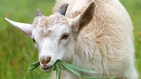 Во Владимирской области выявили четвертый очаг оспы овец и коз