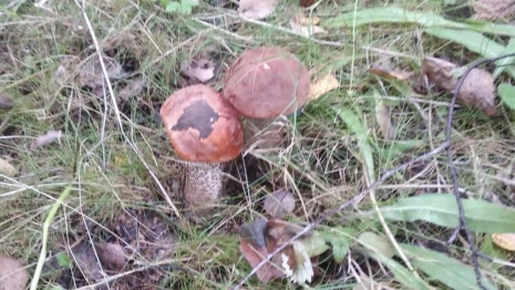 Жителей Владимирской области предупредили об опасности отравления грибами