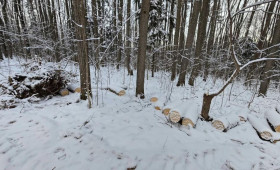Во Владимире вырубка деревьев в парке «Дружба» может привести к уголовному делу
