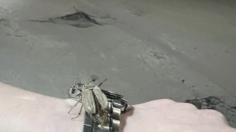 Во Владимире заметили первых майских жуков