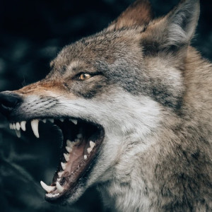 Бежать смысла нет. Владимирцам рассказали, что делать при встрече с волком