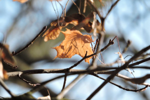 Во Владимире продолжается вырубка пораженных златкой кленов 
