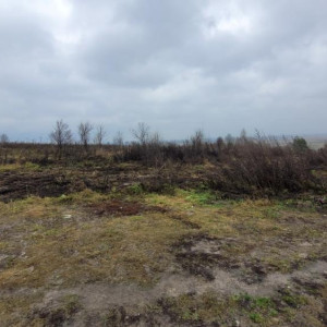 В Гороховецком районе подрядчик по борьбе с борщевиком кинул чиновников не деньги