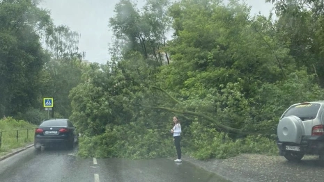 Во Владимире начали убирать поваленные деревья и откачивать воду после ливня
