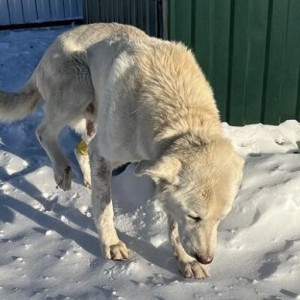 Во Владимире спасли пса с отмороженными лапами и костями в желудке