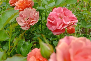 Во Владимирской области сентябрьские выходные пройдут без дождей