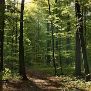 Пропавшего во Владимире 34-летнего мужчину нашли живым