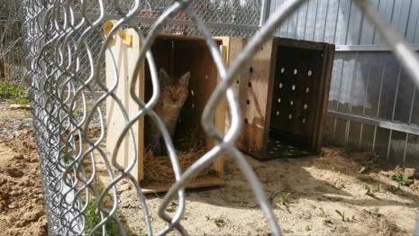 Отправленные во Владимир рысята-сироты из Кировской области погибли
