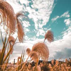 Во Владимирской области высадят экзотическое сельское растение 