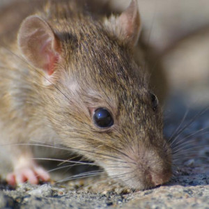 Во Владимире овраг на Фатьянова закроют для обработки от грызунов 4 декабря