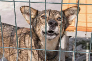 Владимирские власти проверят подорожание приюта для животных на 200 млн рублей