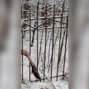 В Киржачском районе снесут забор, за который зацепился и погиб лось