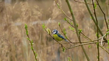 Жителям Владимирской области пообещали потепление до +7