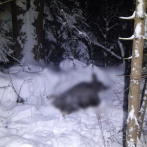 Жителя Камешково задержали за незаконную охоту на лося