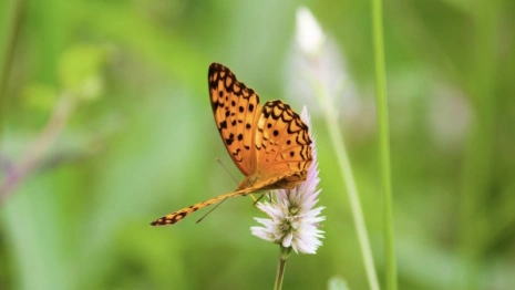 Устинов день: что можно и чего нельзя делать 14 июня