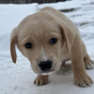 Во Владимире к детскому дому подкинули щенка