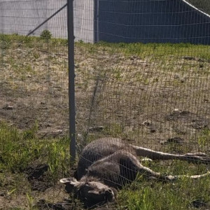 Во Владимирской области застрявшая в заборе на М-12 лосиха погибла