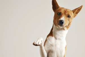 Приют для животных в Гусь-Хрустальном начали ремонтировать