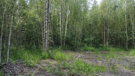 Вырубка деревьев на 130 тыс. рублей в Суздале обернулась уголовным делом