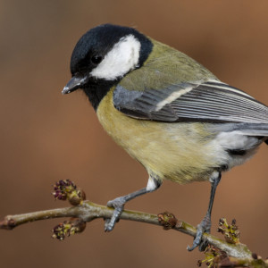 Акиндинов день: что нужно сделать 15 ноября, чтобы избежать проблем на работе