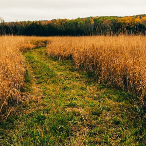 Синоптики рассказали, каким будет начало октября во Владимирской области