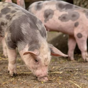 Житель США скончался спустя 6 недель после пересадки сердца свиньи