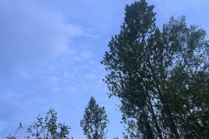 Пропавшую в Гусь-Хрустальном 60-летнюю женщину нашли живой