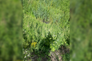 В Киржачском районе стекающие в канаву сточные воды могут привести к вспышкам инфекций