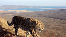 Третьего котёнка из семьи дальневосточных леопардов назвали Фьюжн