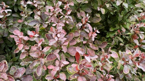 Прогноз погоды во Владимирской области на 15 июля 2025 года