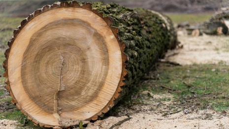 В Судогде с арендатора леса взыскали 800 тыс. рублей за вырубку деревьев