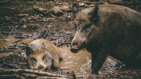 Анисьин день: что можно и нельзя делать 12 января