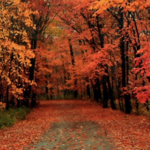 Во Владимирской области в выходные похолодает до +2 градусов