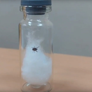 Во Владимирской области впервые с начала 2024 года клещ укусил человека