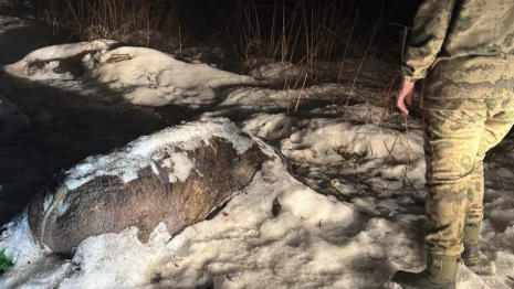 Во Владимирской области выбросили трупы свиньи и овцы в лес