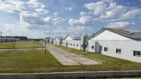 Во Владимире бывший свинокомплекс продали за 106 млн рублей