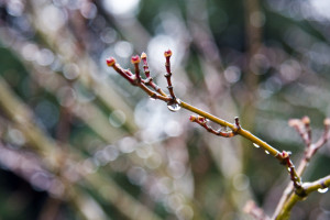 Во Владимирской области на неделе потеплеет до +3 градусов