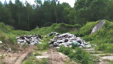 В деревне под Александровом нашли разбросанные останки животных