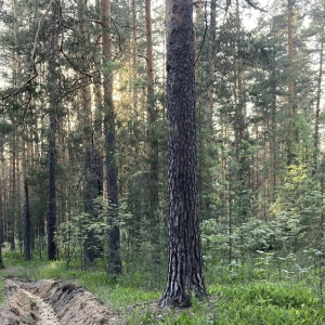 Во Владимирской области во второй раз ввели особый противопожарный режим