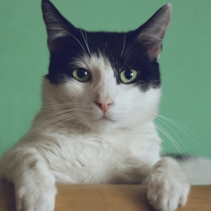 В Коврове кот заразился бешенством и умер после прогулки