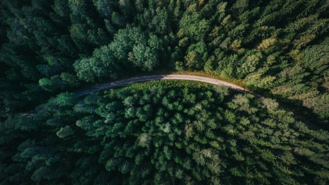 Во Владимирской области «черный лесоруб» остался без денег и сосен