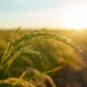 Во Владимирской области могут снизить пенсионный возраст для рабочих агропромышленности