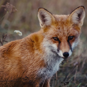 Во Владимире карантин по бешенству в Добром объявили до 20 мая